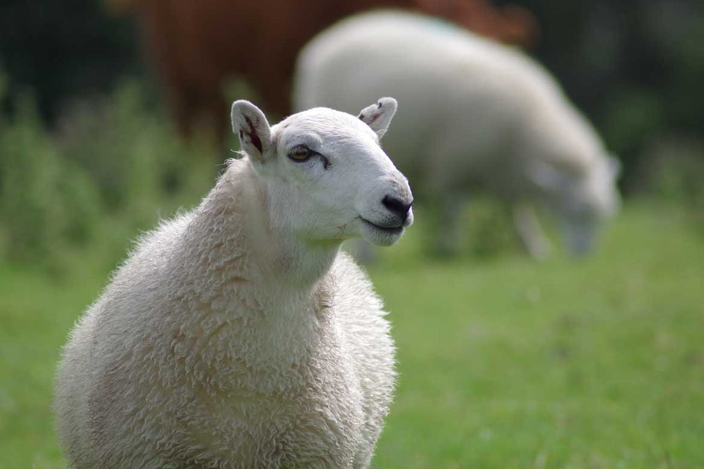 Natural Mattress with Michigan Wool