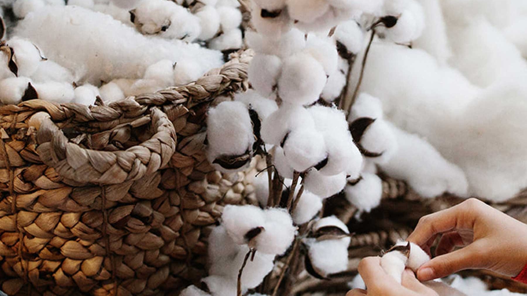 cotton bolls in a basket on display in the storefront of Harbor Springs Mattress Company in Traverse City.